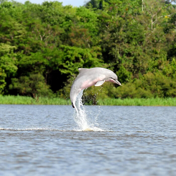 Amazonas - Imagen 3