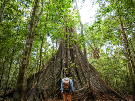 Amazonas