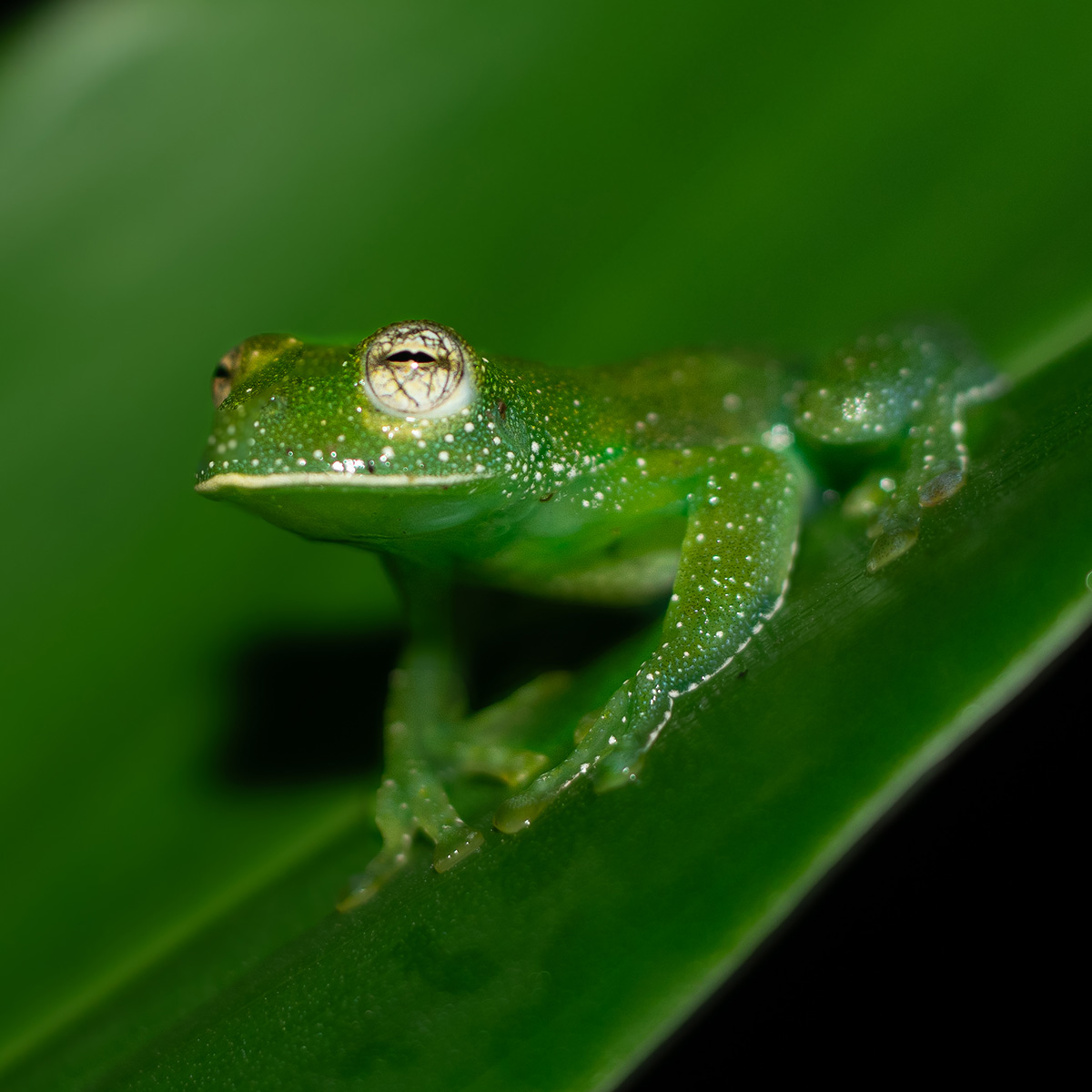 Termales + Cata Café + Avistamiento nocturno - Imagen 2