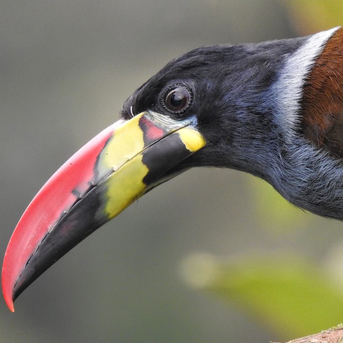 Avistamiento de Aves + Termales con Almuerzo - Imagen 2