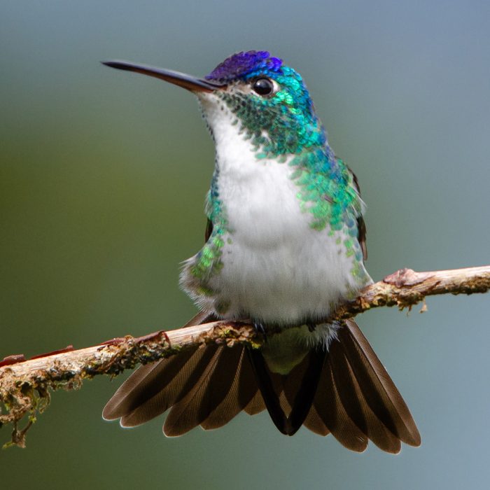 Avistamiento de Aves + Termales con Almuerzo - Imagen 4